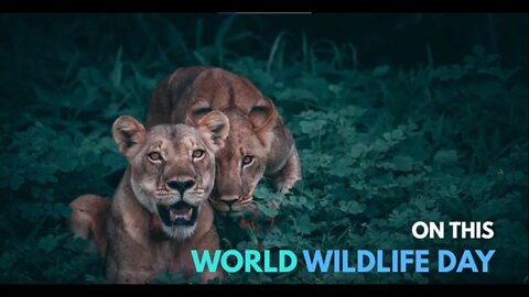 World Wildlife Day