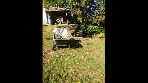 collecting black walnuts