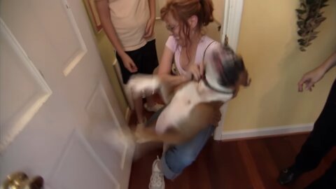 Chaotic Boxer is Putting His Owner In Serious Danger | Dog Training