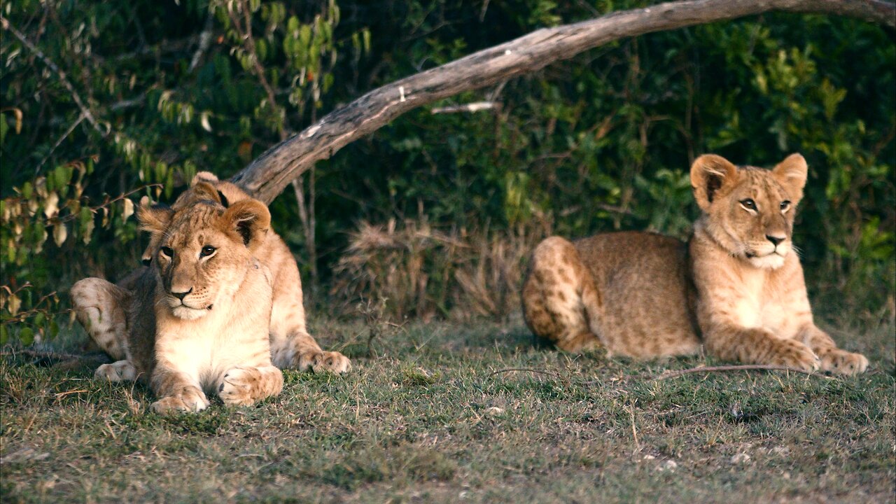 Lion Cub’s Story