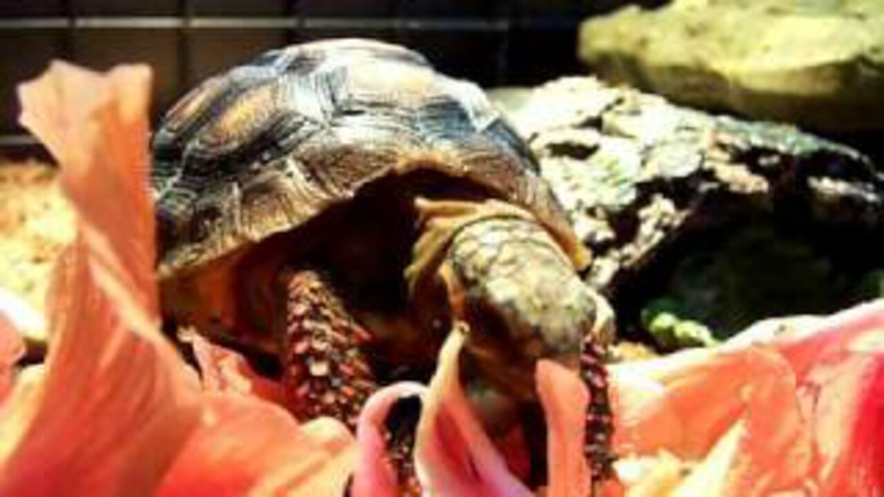 Red Footed Tortoise Enjoys a Hibiscus Flower