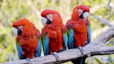 1500 Animals Names And Sounds Ultra HD videos