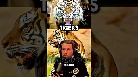 🐅👑