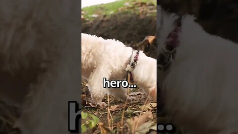 DO YOU THINK this DOG is a HERO 😱 Wholesome Moments