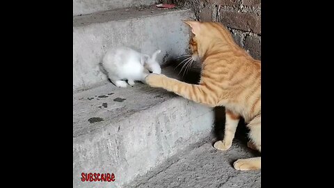 Cat rabbit is slapping🤣🤣 trending video