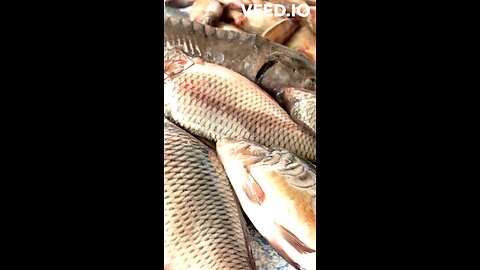 amazing effect of Dubai fish market