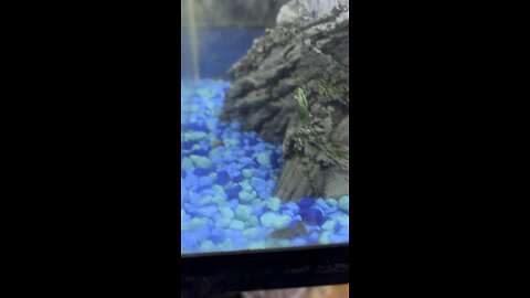My African Dwarf Frog Aquarium