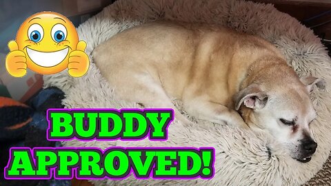 Spoil Your Dogs With This AMAZING Bed!