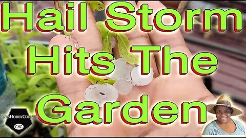 #hail #storm #hits The #garden #damage - #catshobbycorner