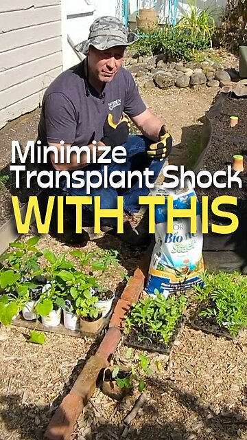 Prevent Transplant Shock with This Easy Garden Tip