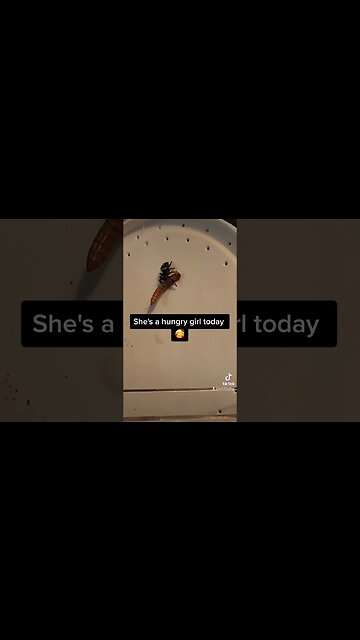 Hungry little girl 🥰 #spider #jumpingspider #girl