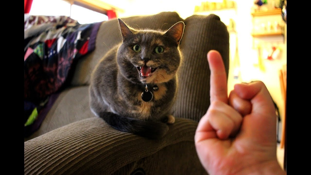 Angry Cats- Super Pets Reaction Videos| RT Creations