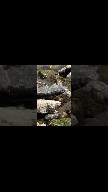 What's under this rock?? SNAKES!!