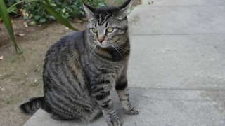 Cat loves to annoy neighbor's pet every day