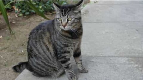 Cat loves to annoy neighbor's pet every day