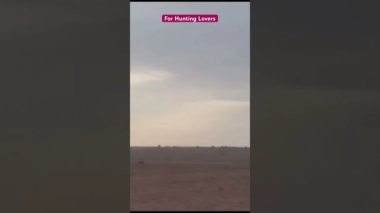 كلبين سلوقي ضد ارنب Galgos y liebres 2 Greyhounds Vs Hare 🐇 2 Bagian 2 Greyhound Vs Kelinci #short