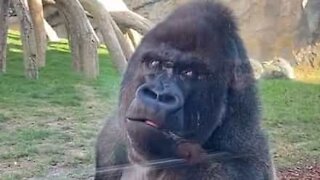 Gorila recusa a falar com visitante de zoo