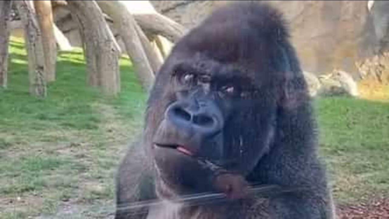 Gorila recusa a falar com visitante de zoo