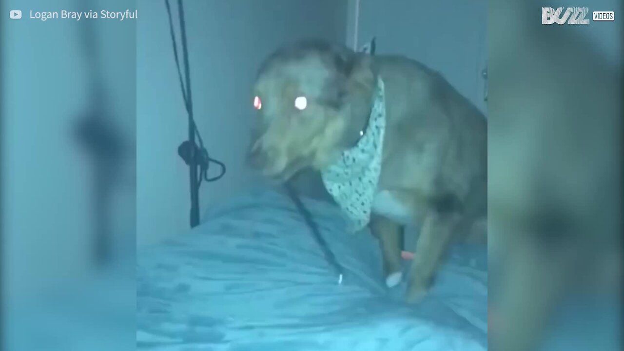 Cane inquietante si presenta con un coltello in bocca