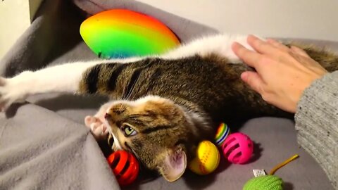 Kitten Rudolph Purrs among His Toys