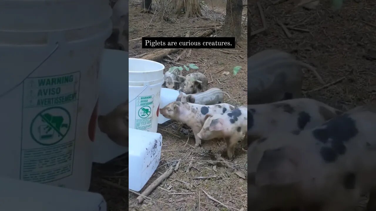 Learn how piglets made Red Half a sow by enrolling in Sasquatch School: Pig Paddock Practicum.