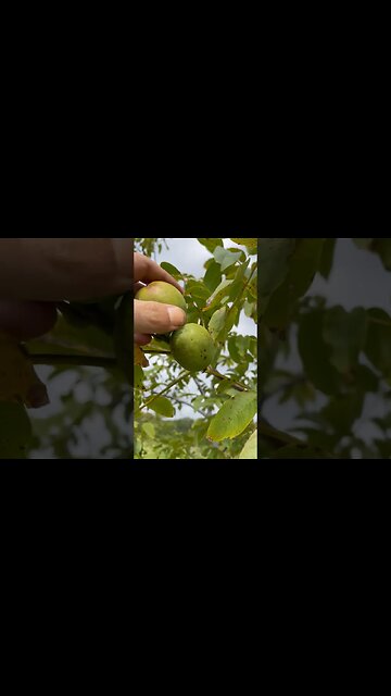 Dió szüret a jövő héten! Hogy állunk most?!