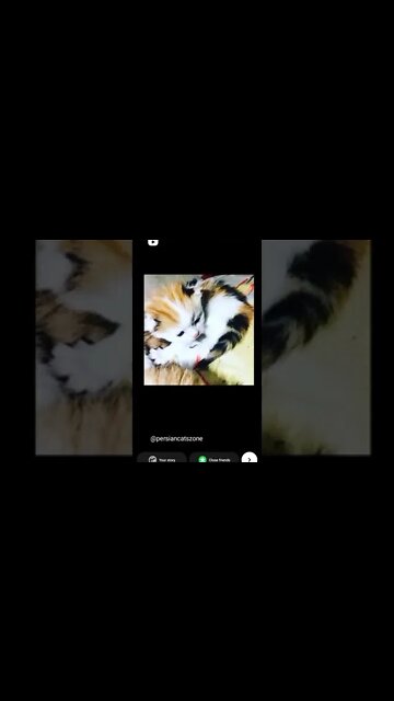 #persiancat #cats #catsofinstagram #cat #of #catstagram #persian #catlovers #catlover #instagram