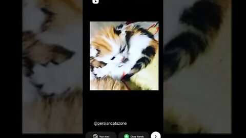 #persiancat #cats #catsofinstagram #cat #of #catstagram #persian #catlovers #catlover #instagram