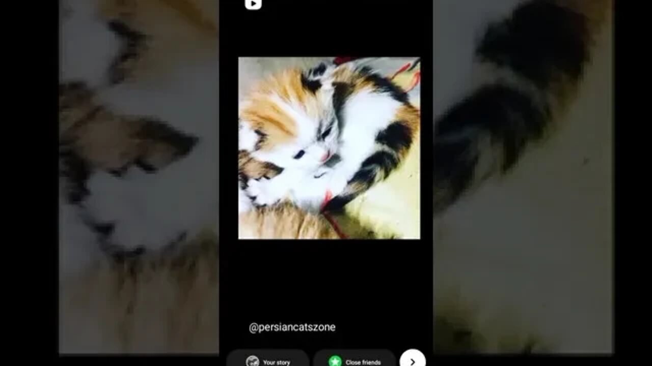#persiancat #cats #catsofinstagram #cat #of #catstagram #persian #catlovers #catlover #instagram