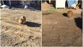 Wombat pensa di essere un cane da guardia e attacca l'uomo!