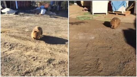 Wombat pensa di essere un cane da guardia e attacca l'uomo!