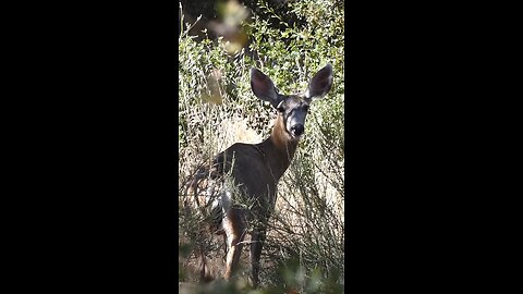 Mule Deer 🦌Summer Browsing