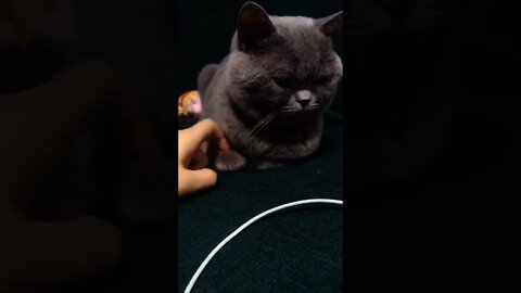 Just Wait For It - Try Not To Laugh - Best Cats Funny Cats Life #shorts