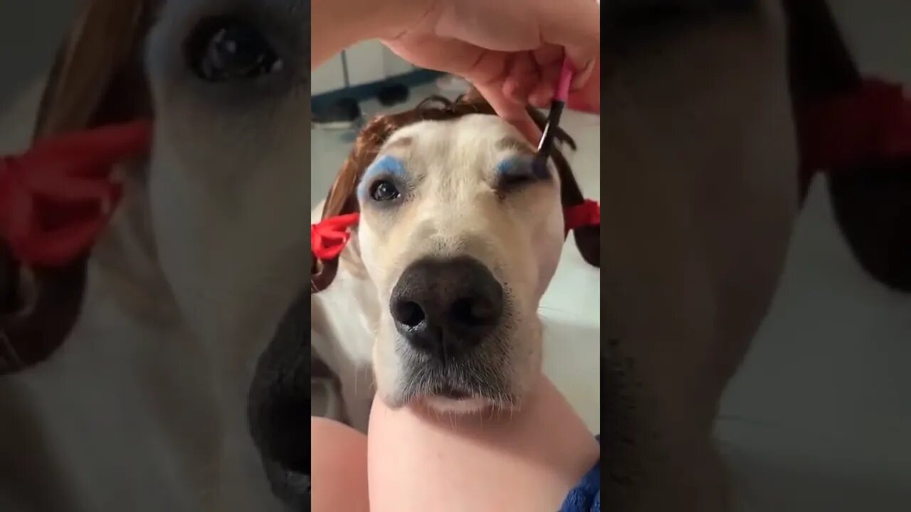 MAKEUP YOUR DOG PRETTY...#SHORTS
