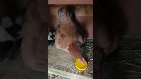 Good Morning Forest, she is waiting for food and water for her chicks