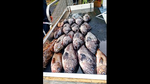 Filleting Oregon caught rockfish #fishing #oregon #westcoast #oceanfishing #timelaspe #youtube