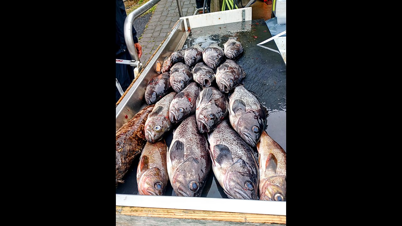 Filleting Oregon caught rockfish #fishing #oregon #westcoast #oceanfishing #timelaspe #youtube