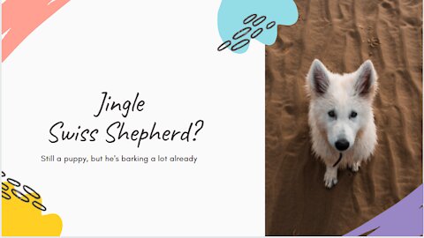The One Thing About Swiss Shepherd🐶 That Keeps Me Up at Night 😵‍💫