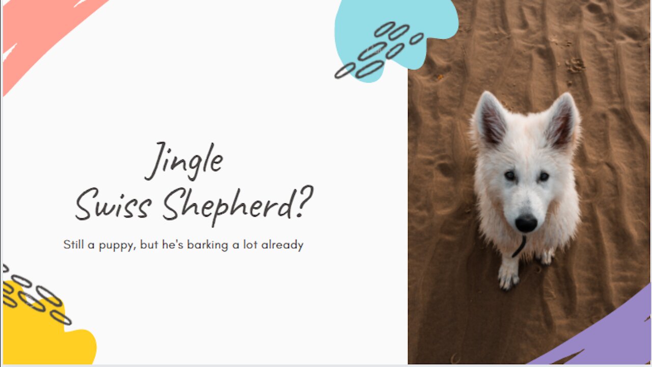 The One Thing About Swiss Shepherd🐶 That Keeps Me Up at Night 😵💫