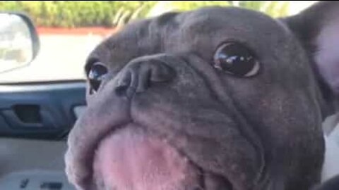 Ce chien sonne comme un poulet!