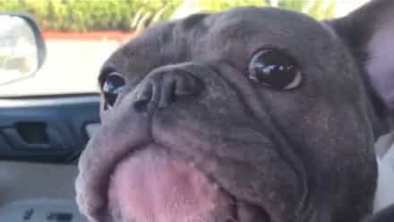 Ce chien sonne comme un poulet!