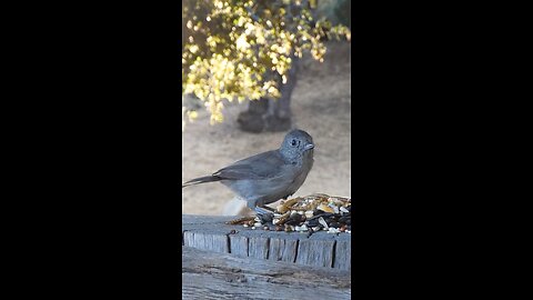 Oak Titmouse🐦Evening Seed Raid