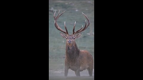 HAVE YOU EVER HEARD THE REAL VOICE OF A DEER 🦌