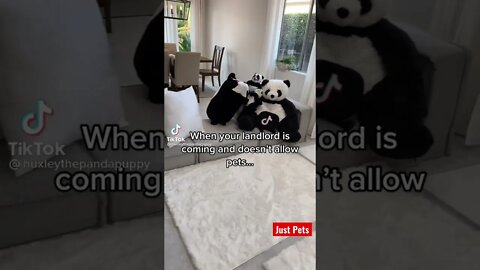 Can you spot the puppy 🐶 #tiktok #shorts #cute #viral #funnyvideos