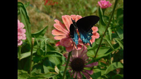 Flower Garden Butterflies With Music