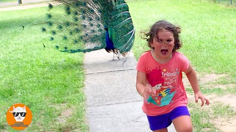 Baby and Animal - Funny Babies At The Farm __ Just Funniest