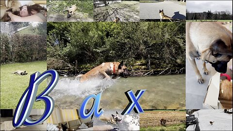 Is this most beautiful Malinois ? Bax the movie
