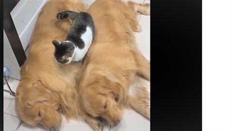 Supper cute!! Baby Pets - Cute and Funny Pets Videos Compilation 💗, Love animals