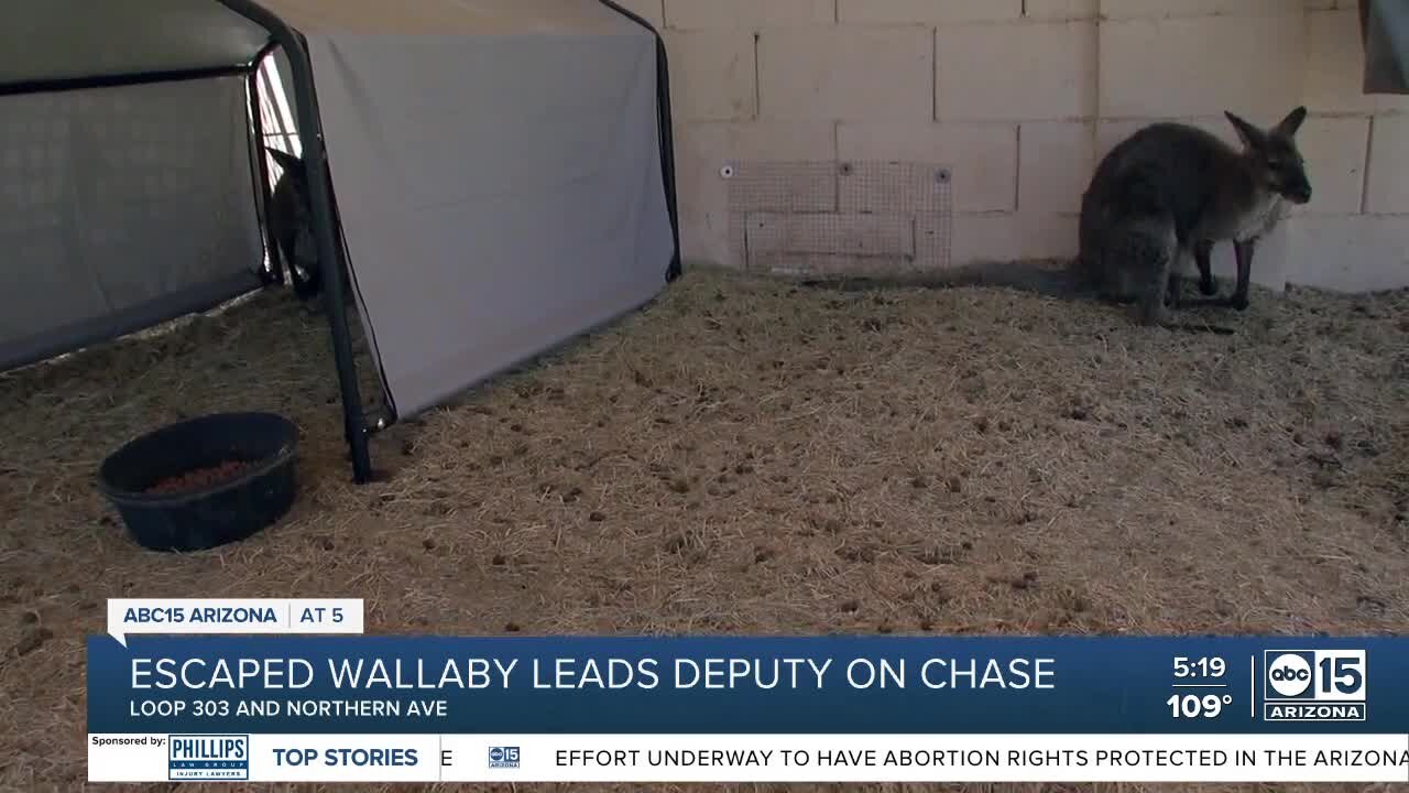 WATCH: MCSO deputies, local non-profit rescue wallabies in Waddell