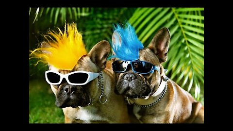 Funniest Animals Best Of The 2021 Funny Animal Videos #funnyanimals #funnyvideos #animals